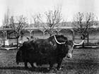 Sangers Cattle c1906 | Margate History